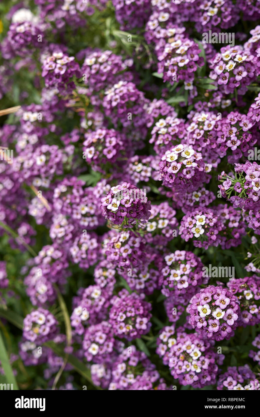 Purple alyssum flower hi-res stock photography and images - Alamy
