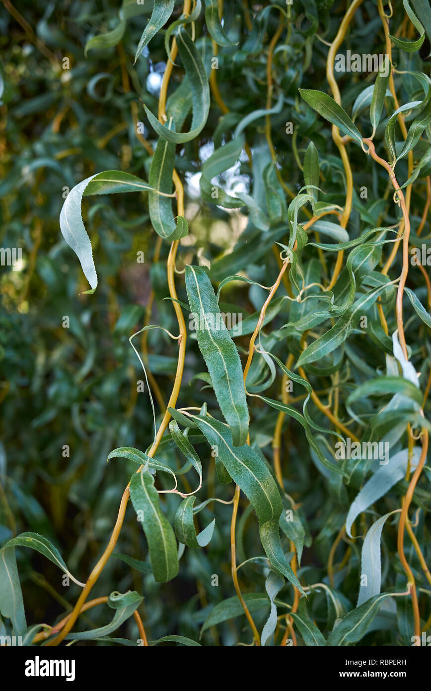 Salix alba branch Stock Photo