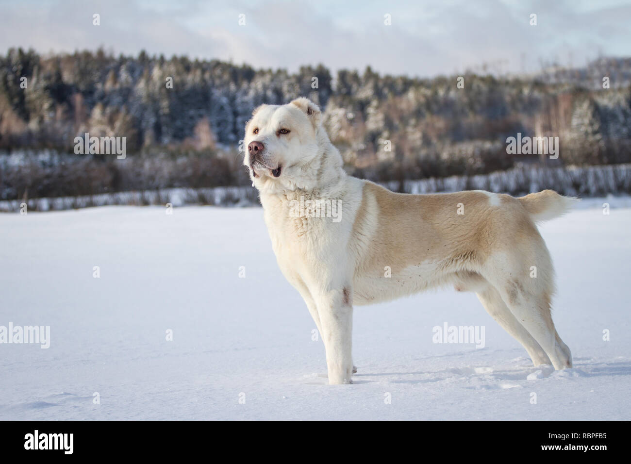 Dominant majestic Central Asian Ovcharka male in the snow Stock Photo