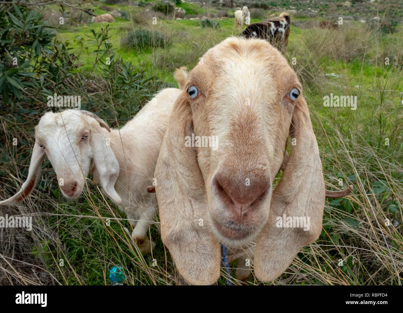 Inquisitive goats look at the camera in Paphos, Cyprus. Stock Photo