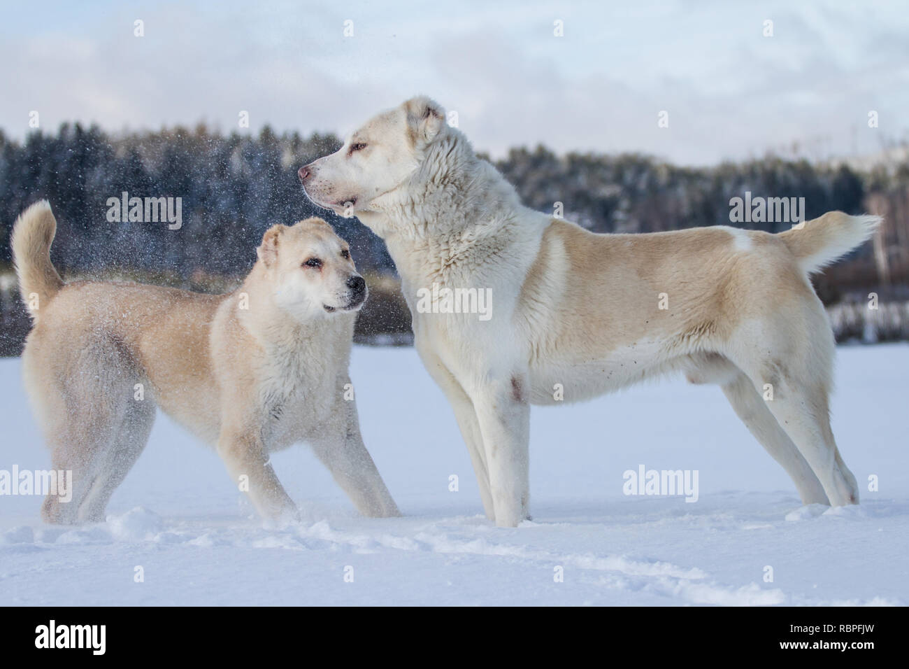 Central Asian Ovcharka dogs in the snow, adult male and 6 months old female dog Stock Photo