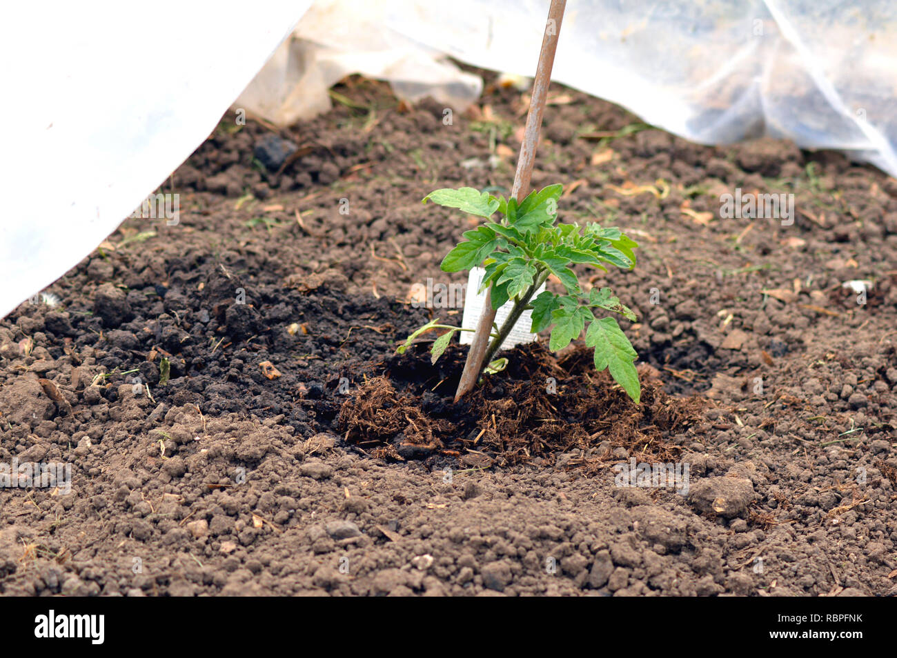 Tomato plant growing under a plastic cloche Stock Photo Alamy
