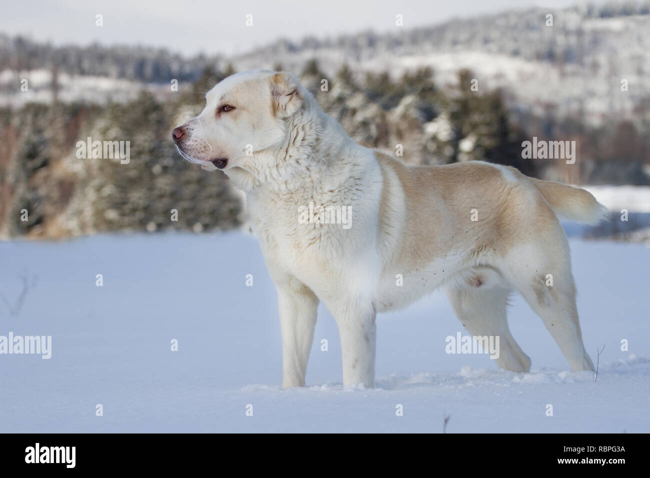 Dominant majestic Central Asian Ovcharka male in the snow Stock Photo