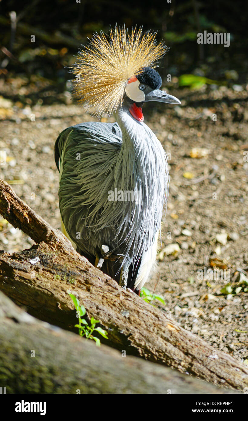 A grey crowned crane bird (Balearica regulorum) with a crest on its