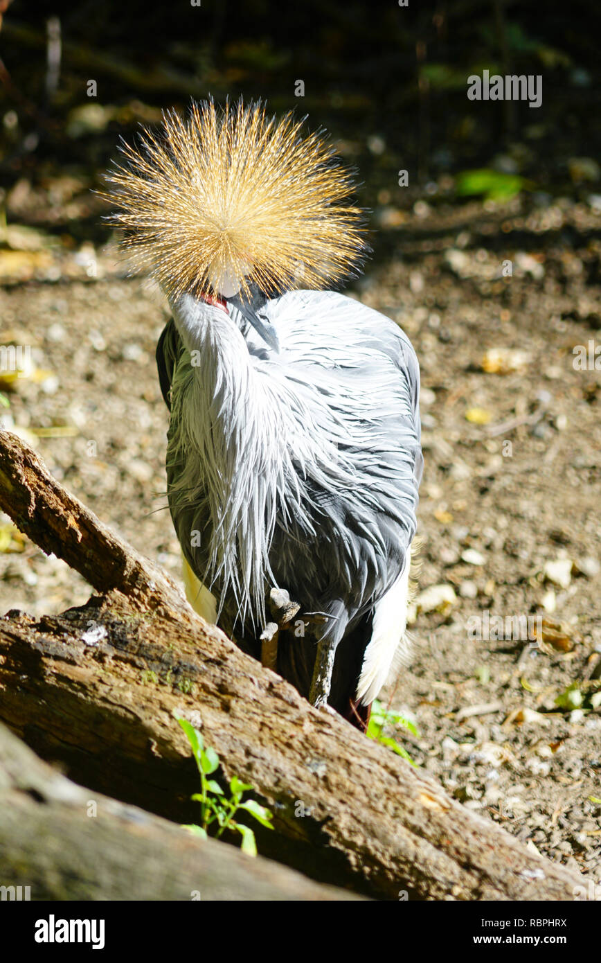 Bird with crest on head hires stock photography and images Alamy