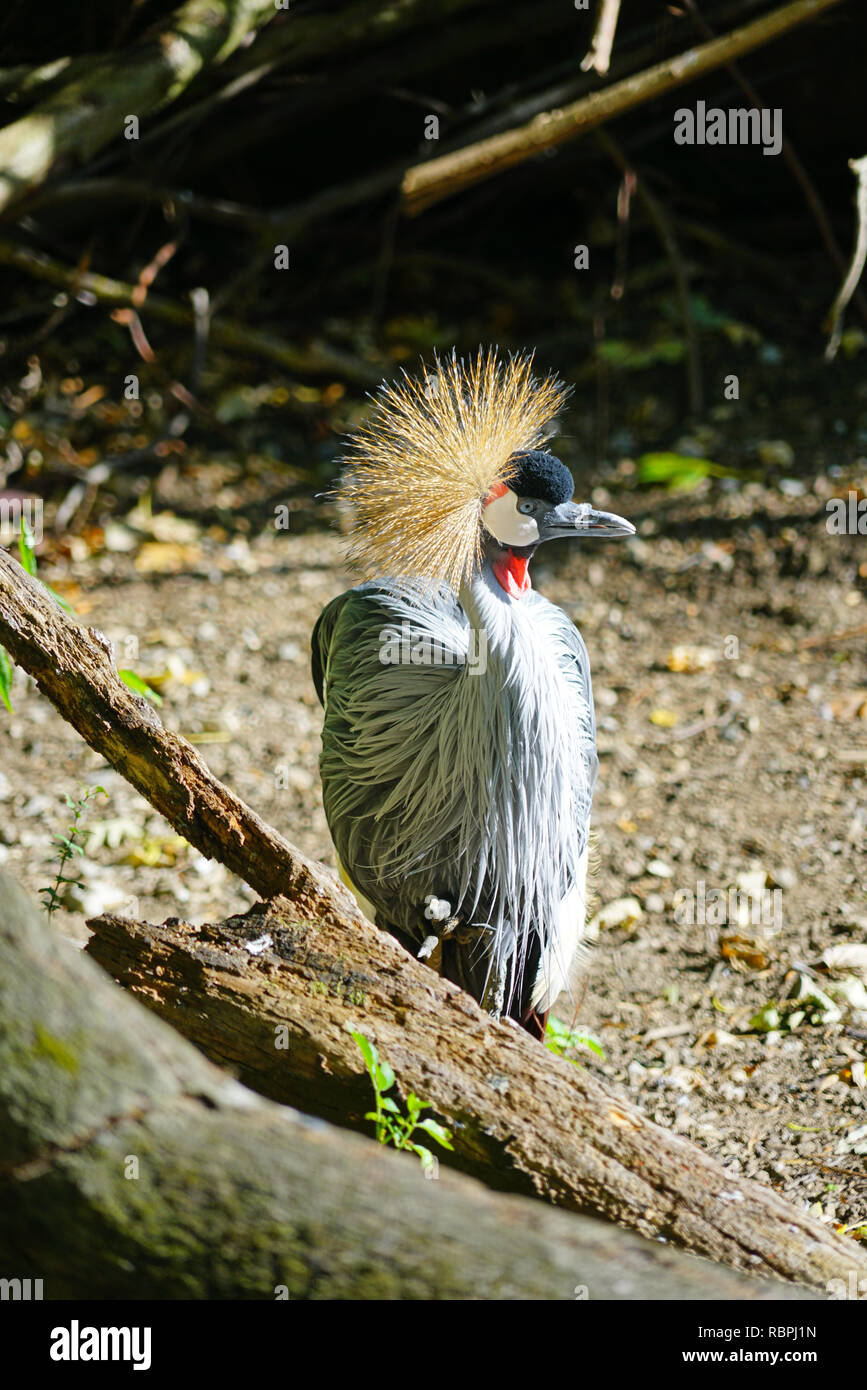 A grey crowned crane bird (Balearica regulorum) with a crest on its