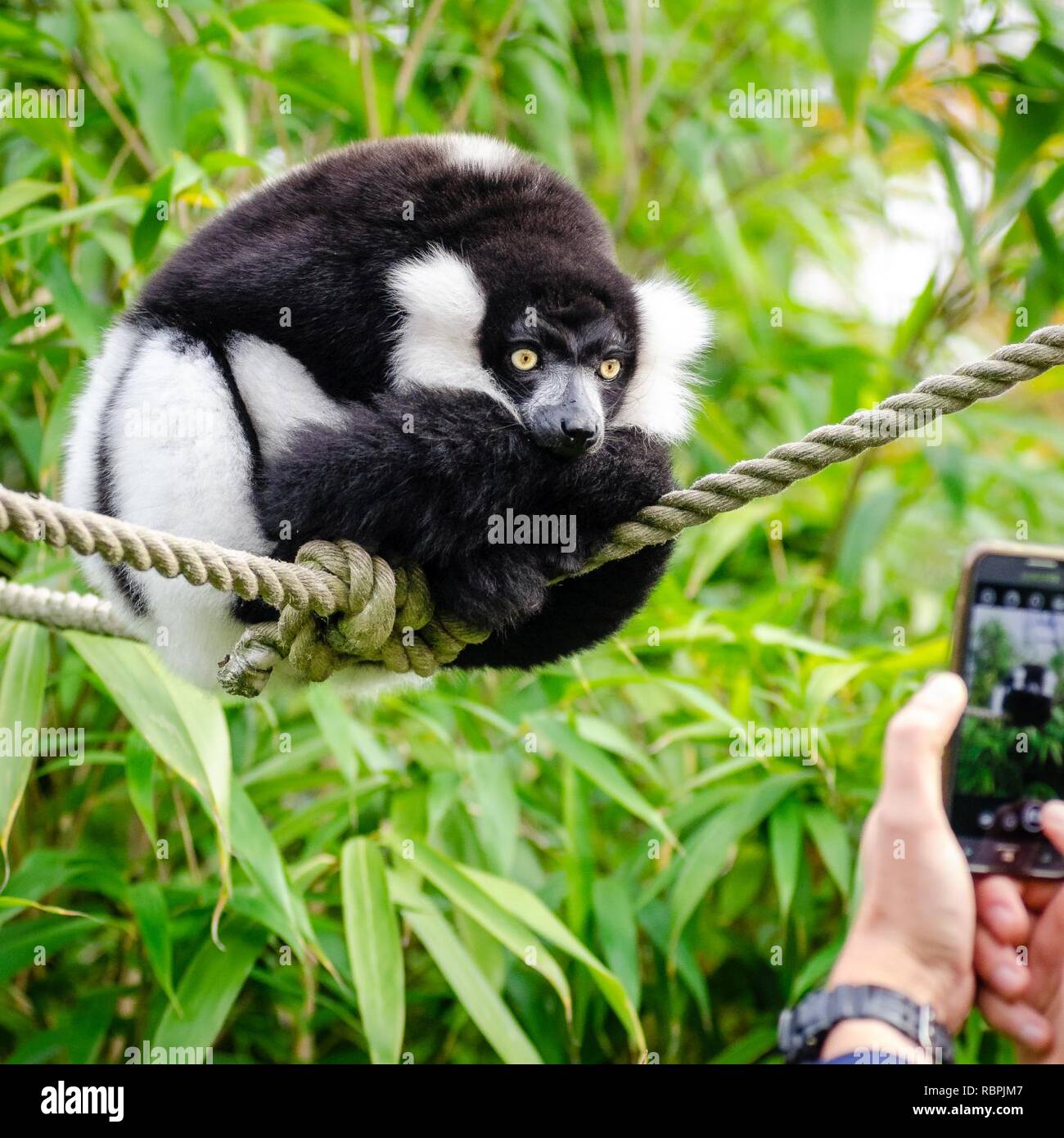 Monkey on rope hi-res stock photography and images - Alamy