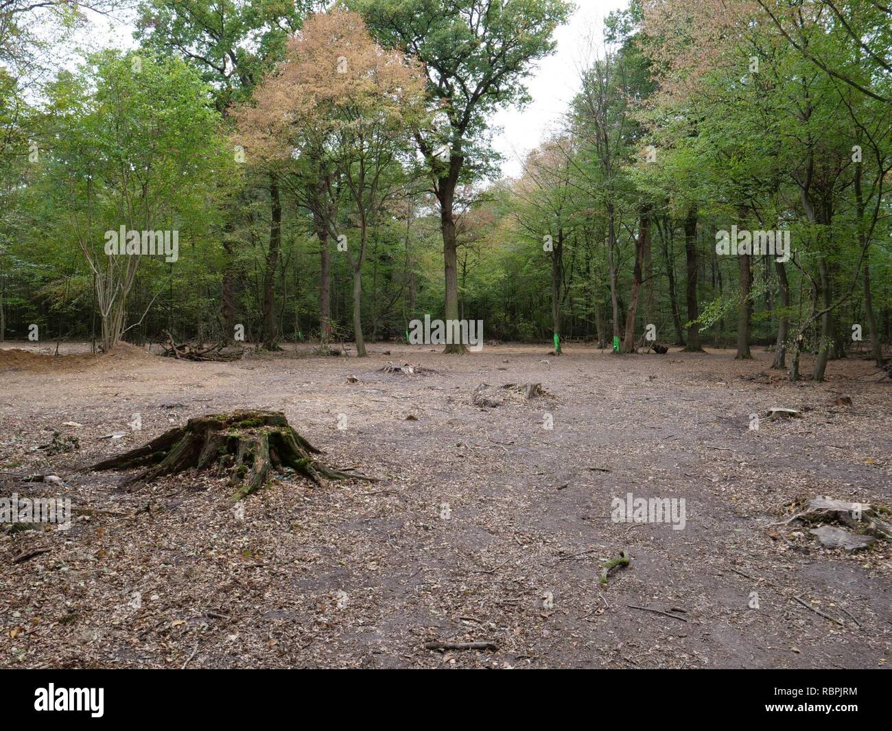 ‘Oaktown‘ treehouse village after eviction 01 Stock Photo Alamy