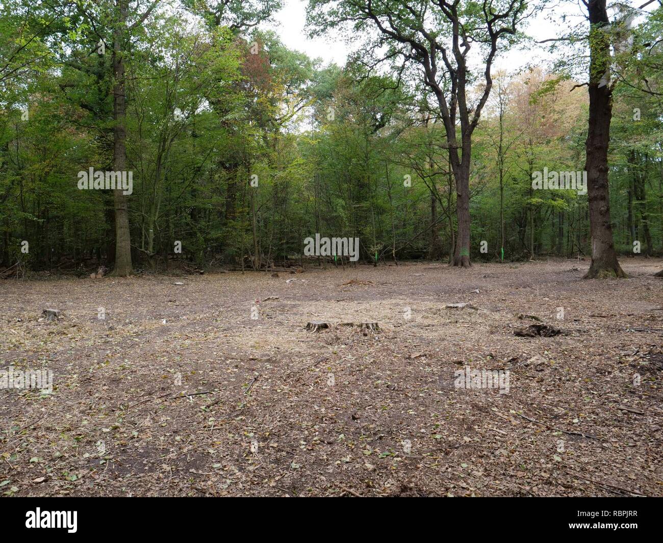 ‘Oaktown‘ treehouse village after eviction 04 Stock Photo Alamy