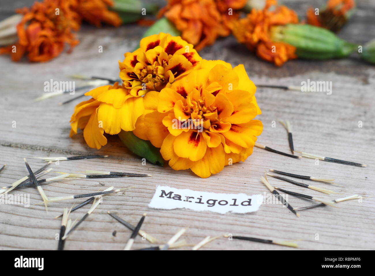 agetes. Saved marigold seeds with flower heads, UK Stock Photo