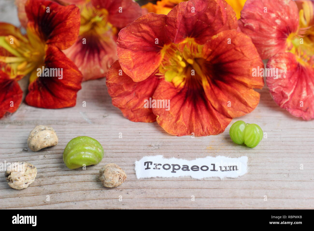 Tropaeolum. Saved nasturtium seeds with flower heads, UK Stock Photo