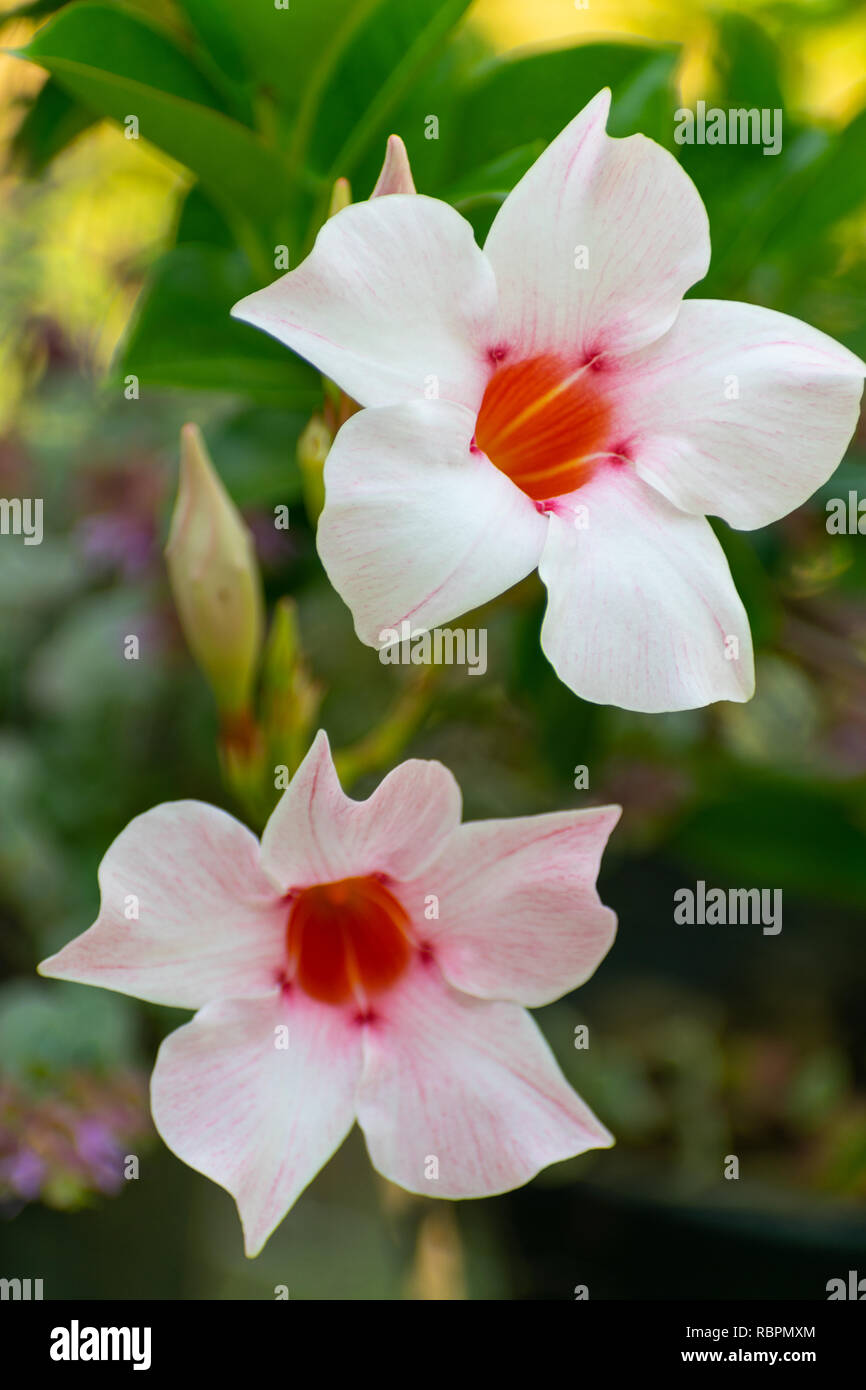 Dipladenia splendens (Mandevilla, Brazilian Jasmine, Chilean Jasmine) flower close up, detail Stock Photo
