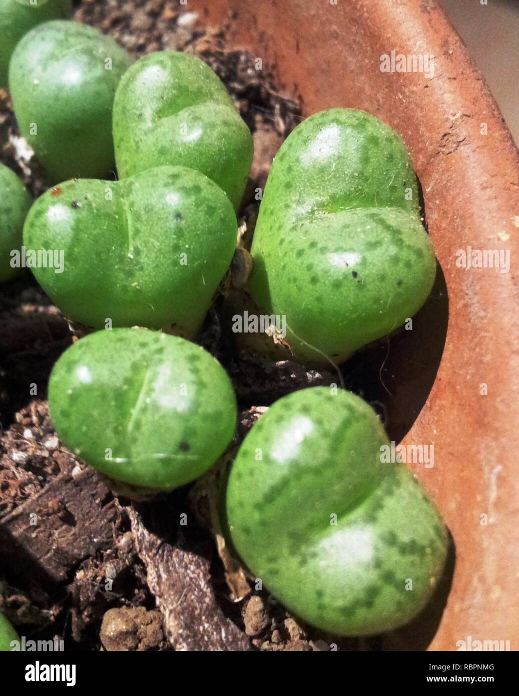 1 Conophytum ficiforme in cultivation. Stock Photo