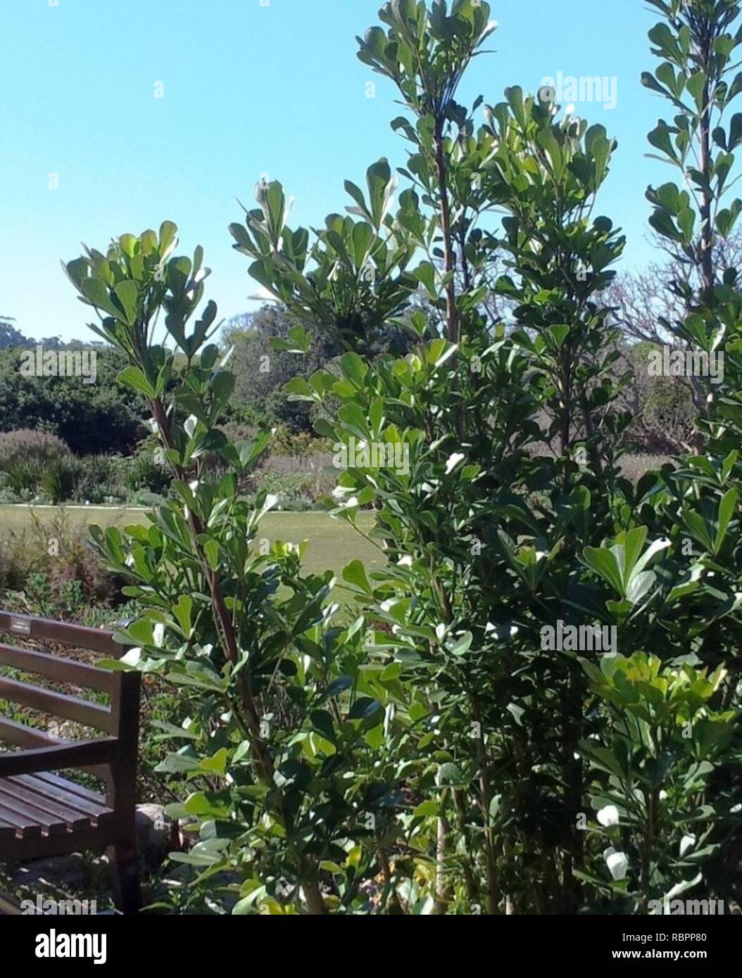 1 small Cussonia thyrsiflora tree - Cape Town garden 2. Stock Photo