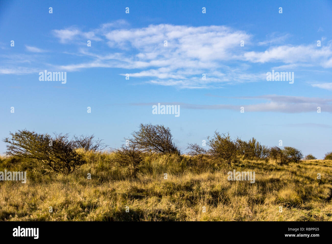 Windswept trees and grass dominate the landscape at Donna Nook Nature Reserve in Lincolnshire, Engand, UK Stock Photo