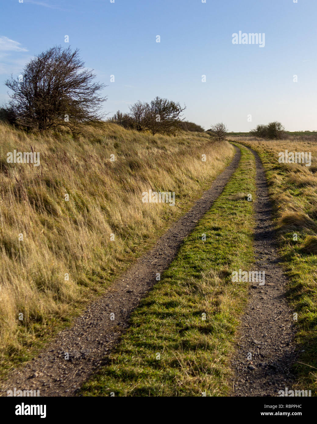 Windswept trees and grass dominate the landscape along a curved path at Donna Nook Nature Reserve in Lincolnshire, Engand, UK Stock Photo