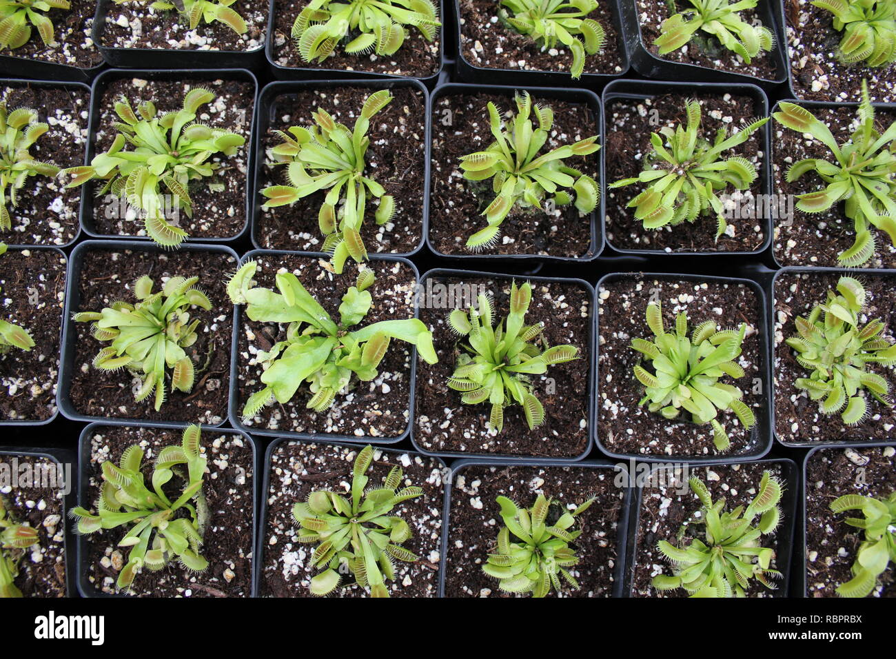 Baby Venus Fly Trap plants, Dionaea muscipula, display at the nursery in Oak Park Conservatory