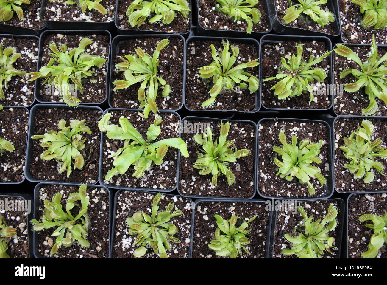 Baby Venus Fly Trap plants, Dionaea muscipula, growing in the sunny meadow. Stock Photo