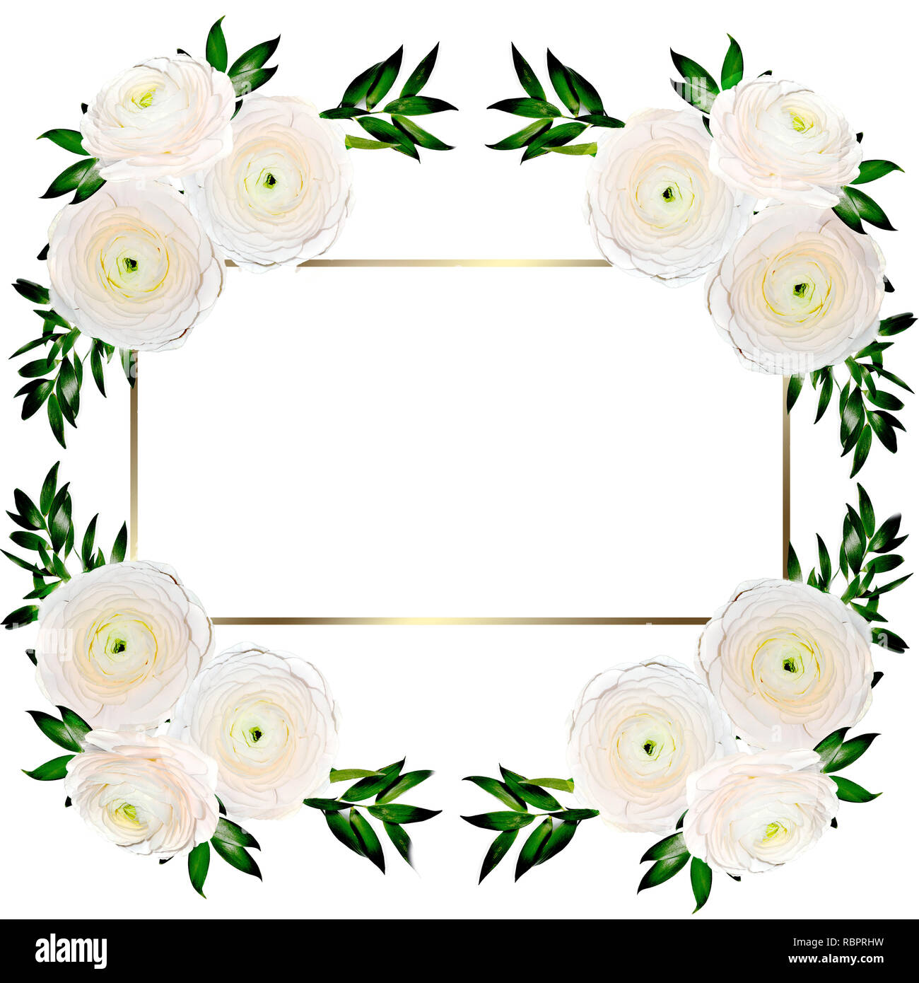 Delicate floral frame with creamy colored ranunculus flowers isolated on white. Design for wedding invitation or greeting card to birthday or other ho Stock Photo