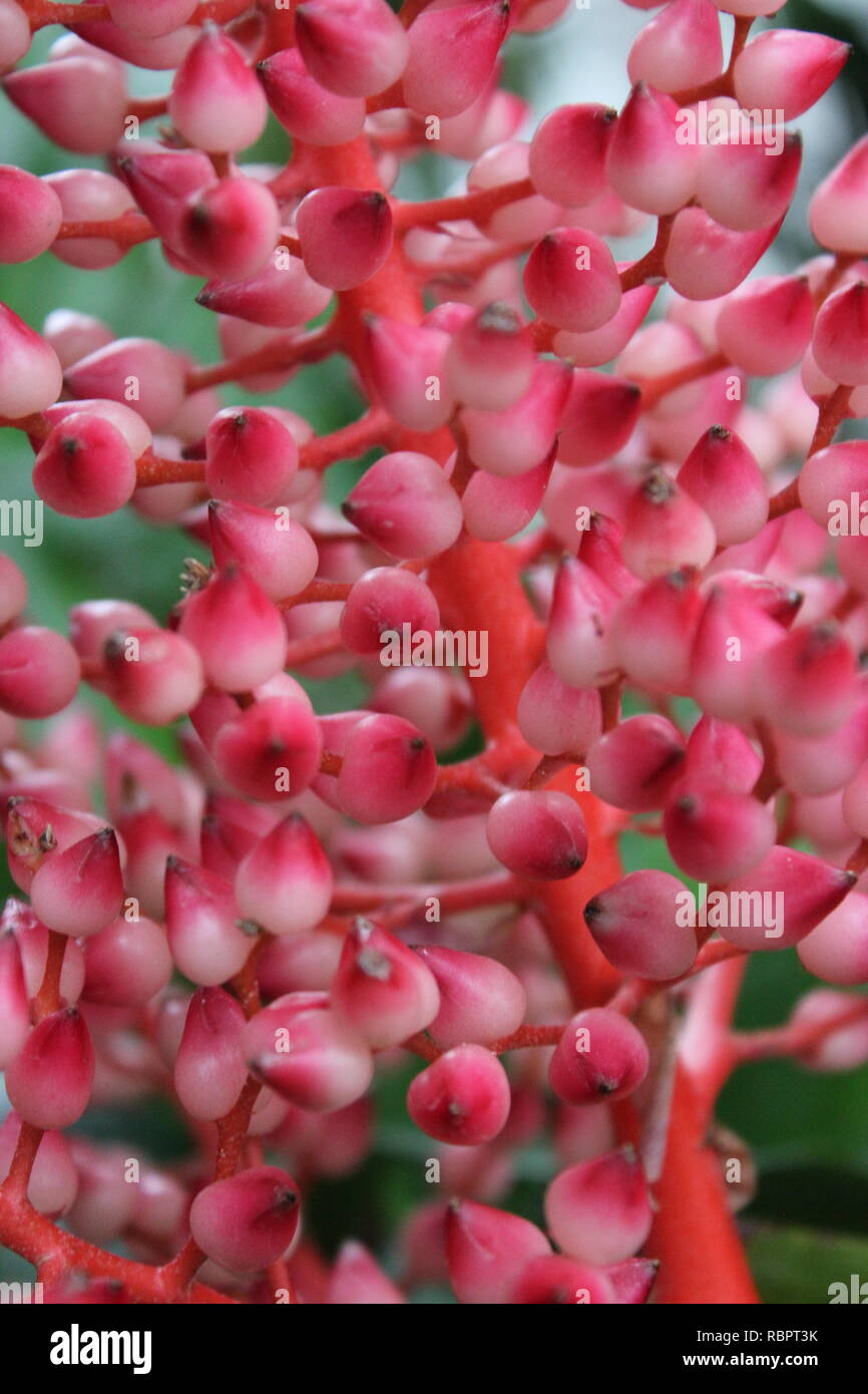 Tower of flowers plant display at the Oak Park Conservatory in Illinois