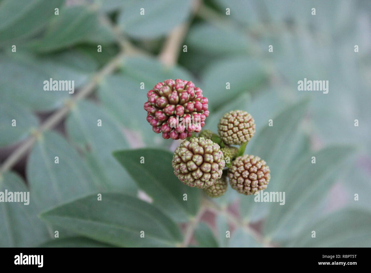 Pink Powder Puff Tree, Calliandra surinamensis, growing in the meadow