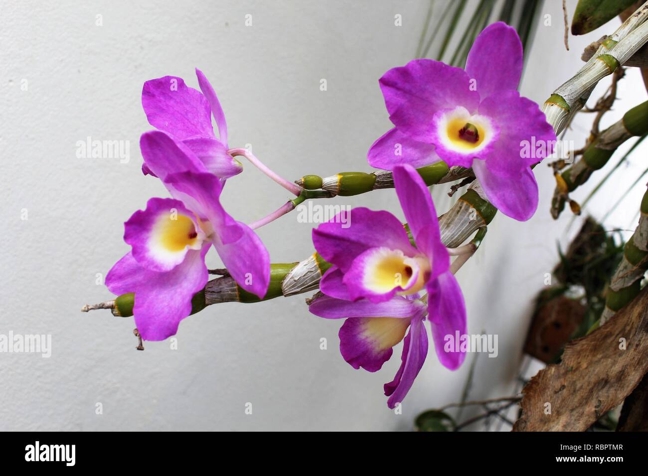 For Orquídeas Denphal Roxa Stock Photo - Alamy