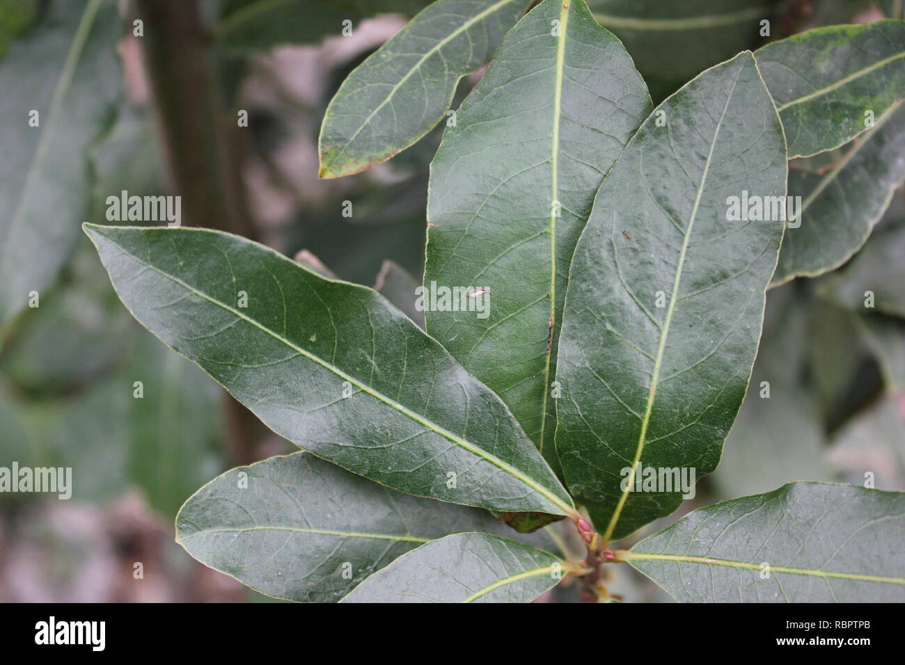 Fresh Laurel, sweet bay plant, Laurie nobilis,bay laurel, sweet bay, true laurel, Grecian laurel, Mediterranean herb used in cooking. Stock Photo