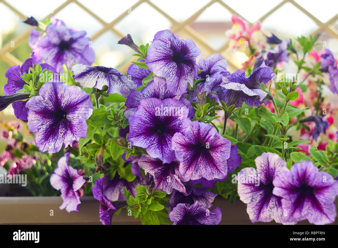 Petunia hybrida (Petunia) purple flowers Stock Photo