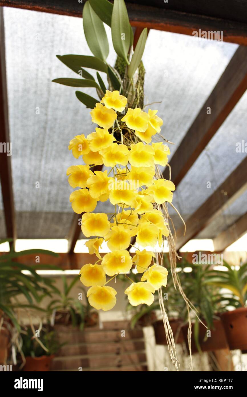 Flor Orquídeas Pingo Pingo de Ouro Amarela Stock Photo - Alamy