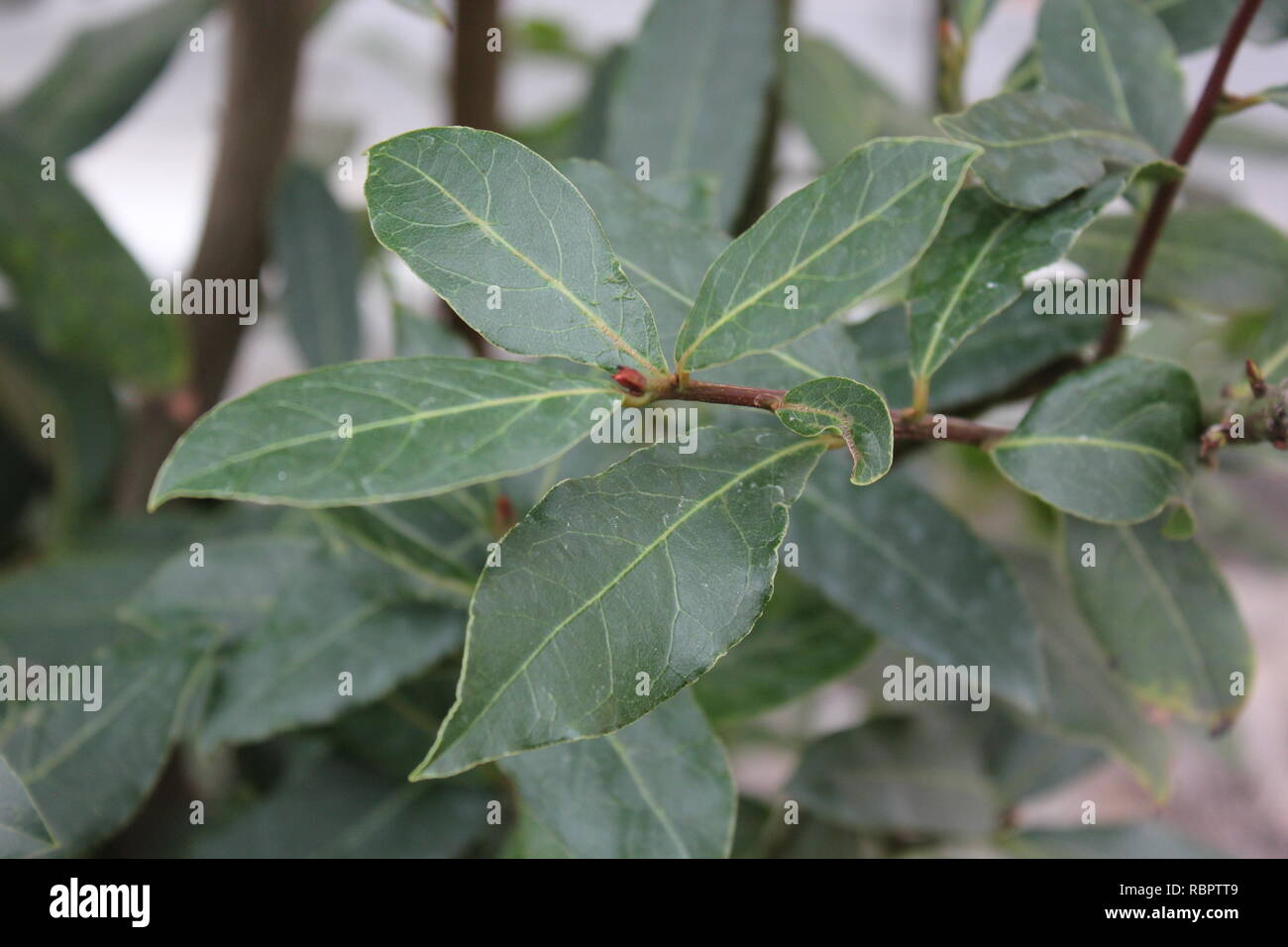 Fresh Laurel, sweet bay plant, Laurie nobilis,bay laurel, sweet bay, true laurel, Grecian laurel, Mediterranean herb used in cooking. Stock Photo