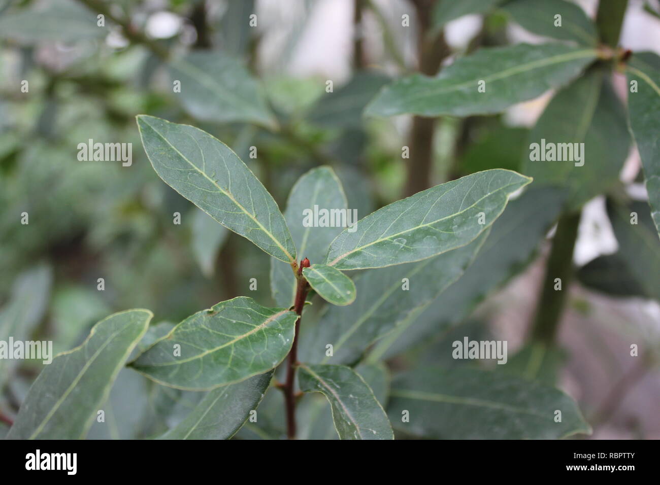 Fresh Laurel, sweet bay plant, Laurie nobilis,bay laurel, sweet bay