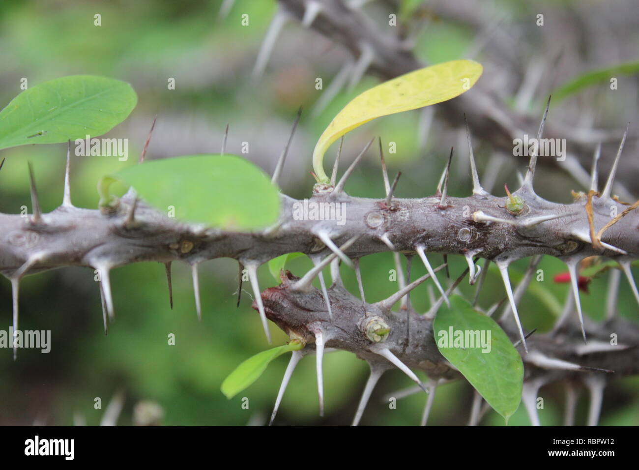 Crown of Thorns, Euphorbia milii, the crown of thorns, Christ plant
