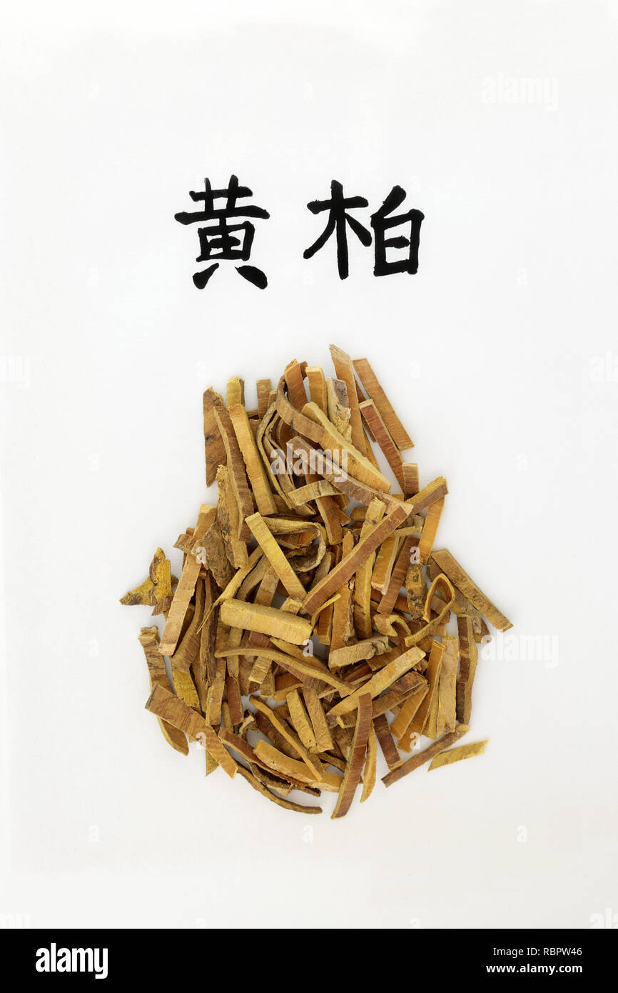 Amur cork tree bark herb used in chinese herbal medicine, has anti