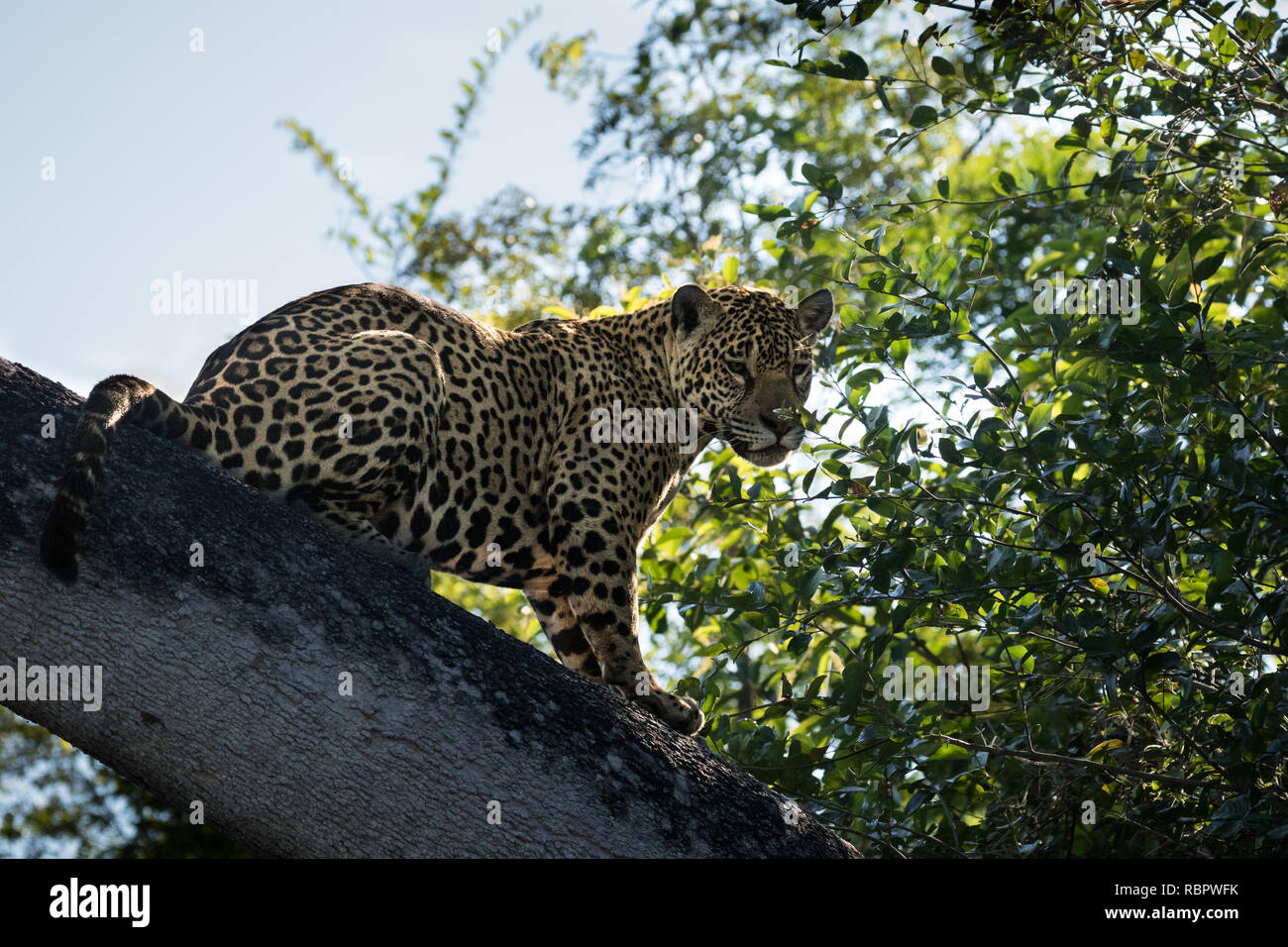 Jaguar in Pantanal Stock Photo