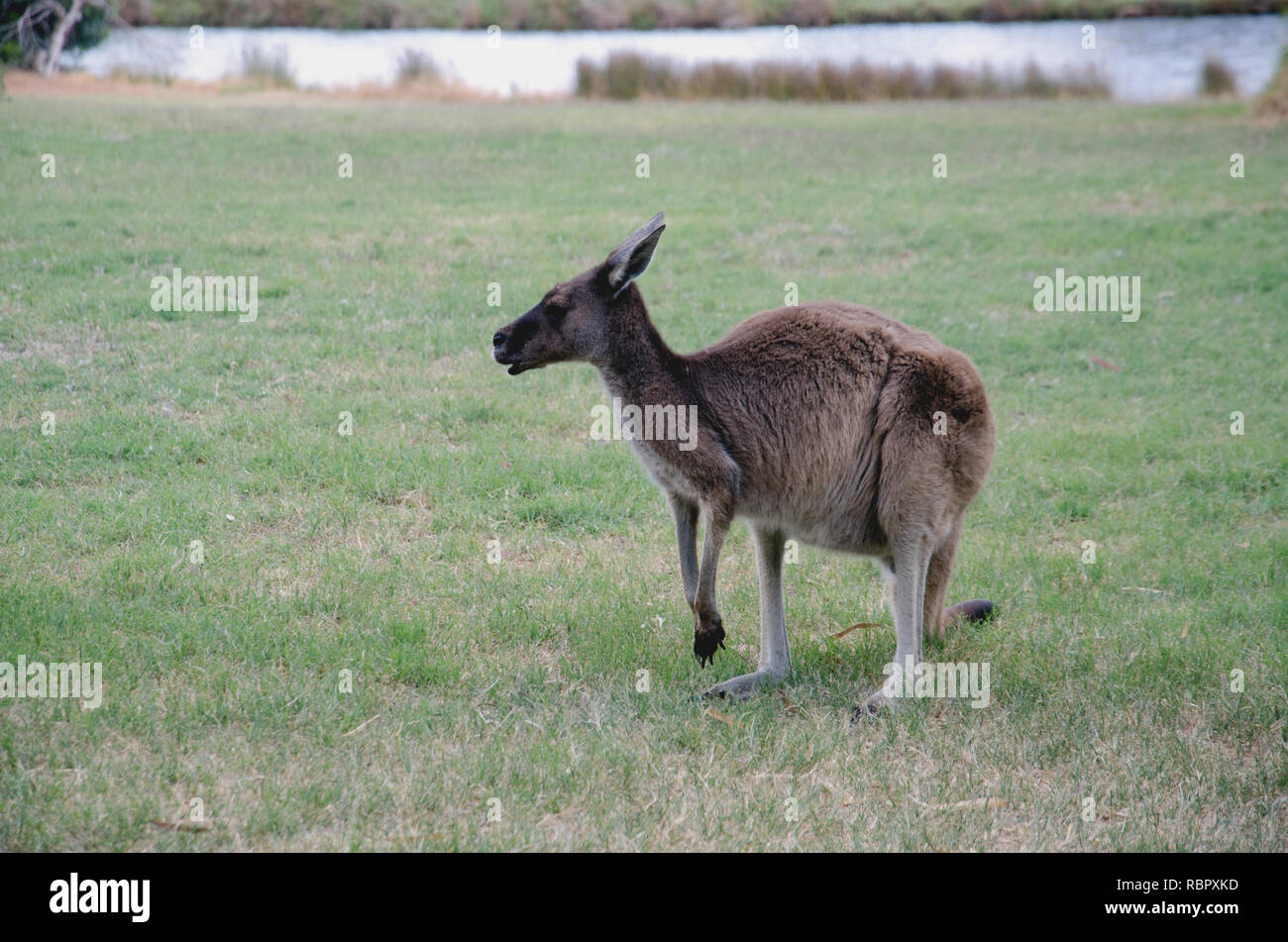 A western grey kangaroo, one of a small population resident on ...