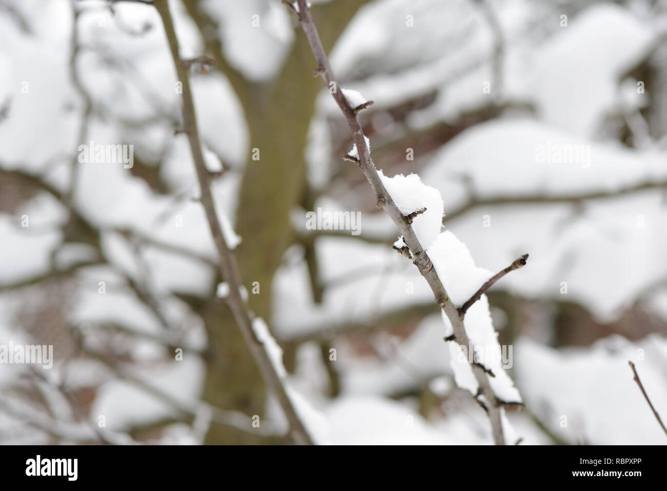 Tree branches covered with snow in the winter garden Stock Photo - Alamy