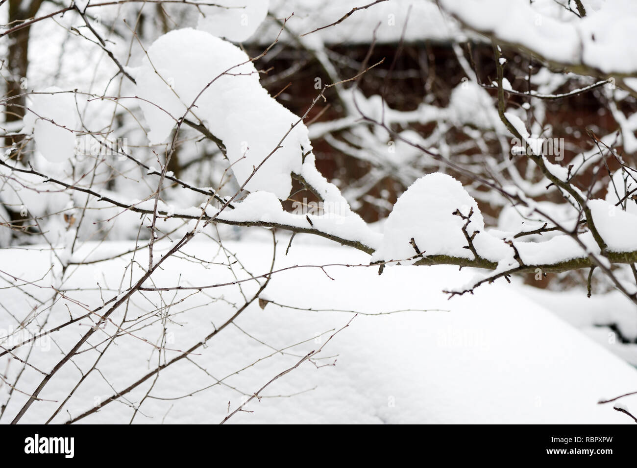 Tree branches covered with snow in the winter garden Stock Photo - Alamy