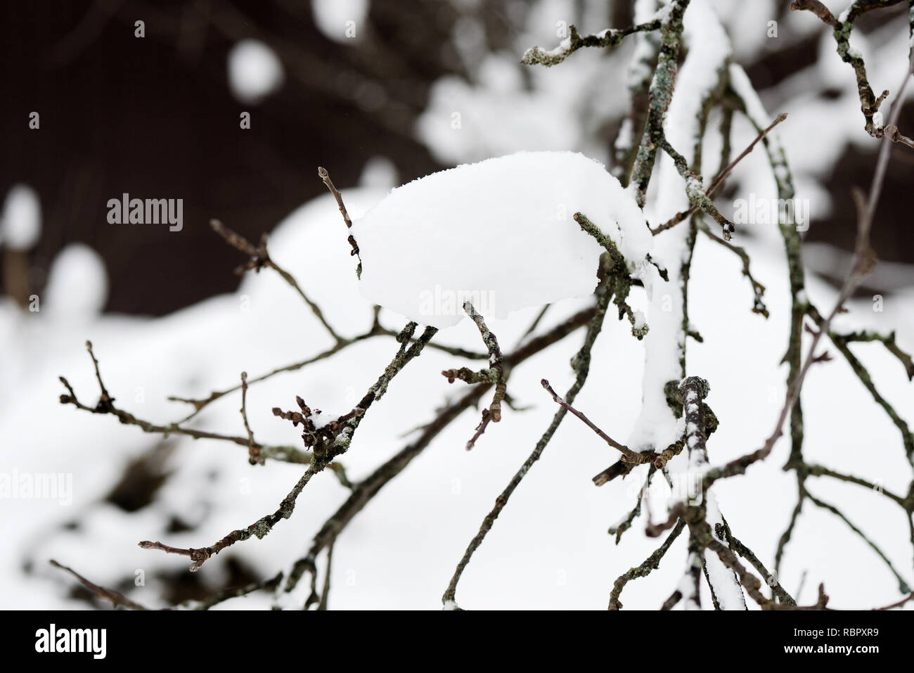 Tree branches covered with snow in the winter garden Stock Photo - Alamy