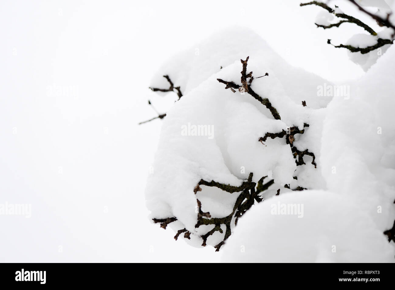 Tree branches covered with snow in the winter garden Stock Photo - Alamy