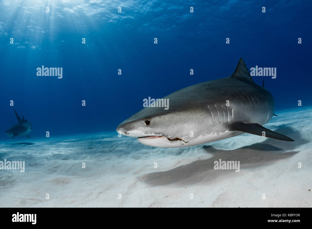 Tiger sharks (Galeocerdo cuvier) over sandy bottom Stock Photo