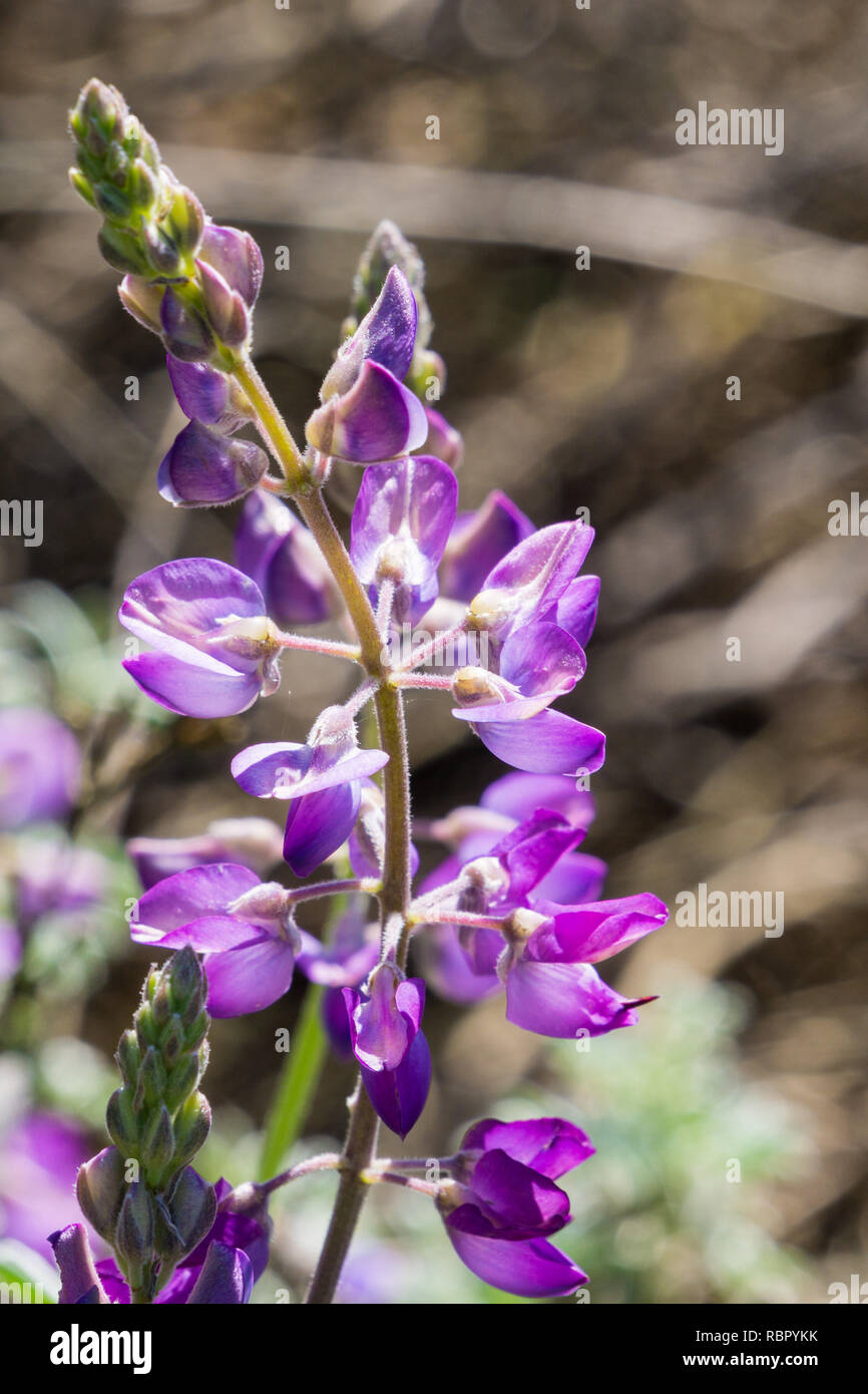 Close up of Lupine flowers (Lupinus microcarpus or valley lupine), California Stock Photo
