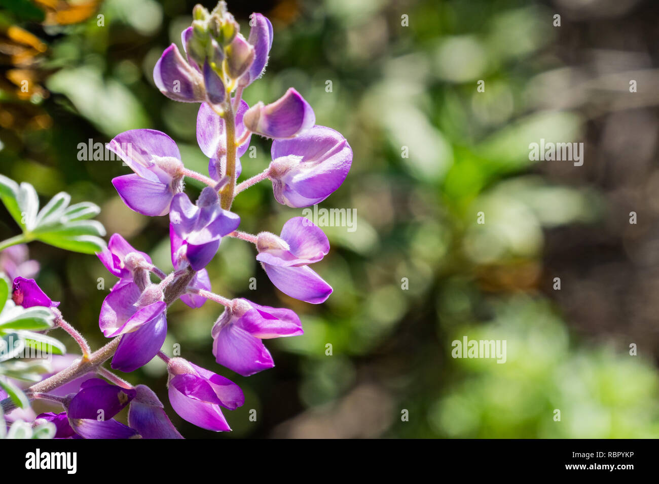 Close up of Lupine flowers (Lupinus microcarpus or valley lupine), California Stock Photo