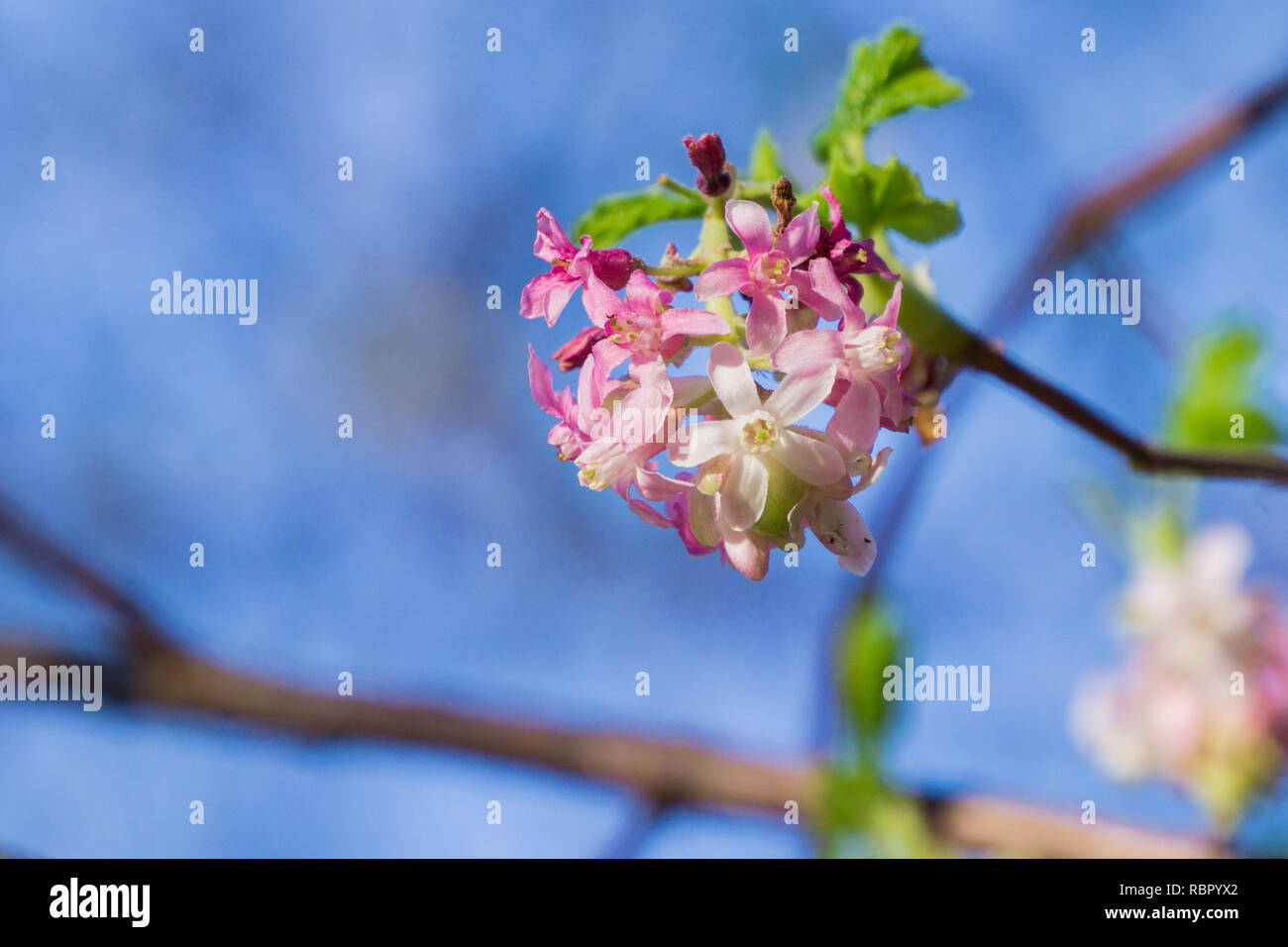 Pink flowering currant ( Ribes sanguineum glutinosum), California Stock Photo