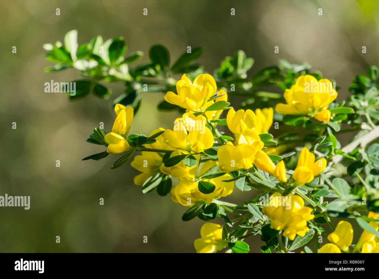 English Broom High Resolution Stock Photography and Images - Alamy