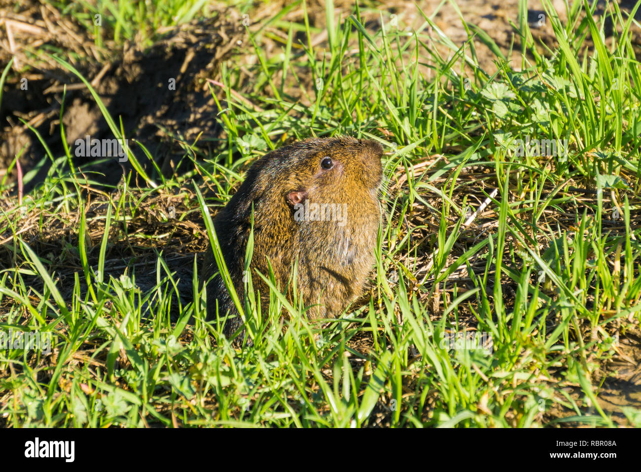 Pocket gopher hires stock photography and images Alamy