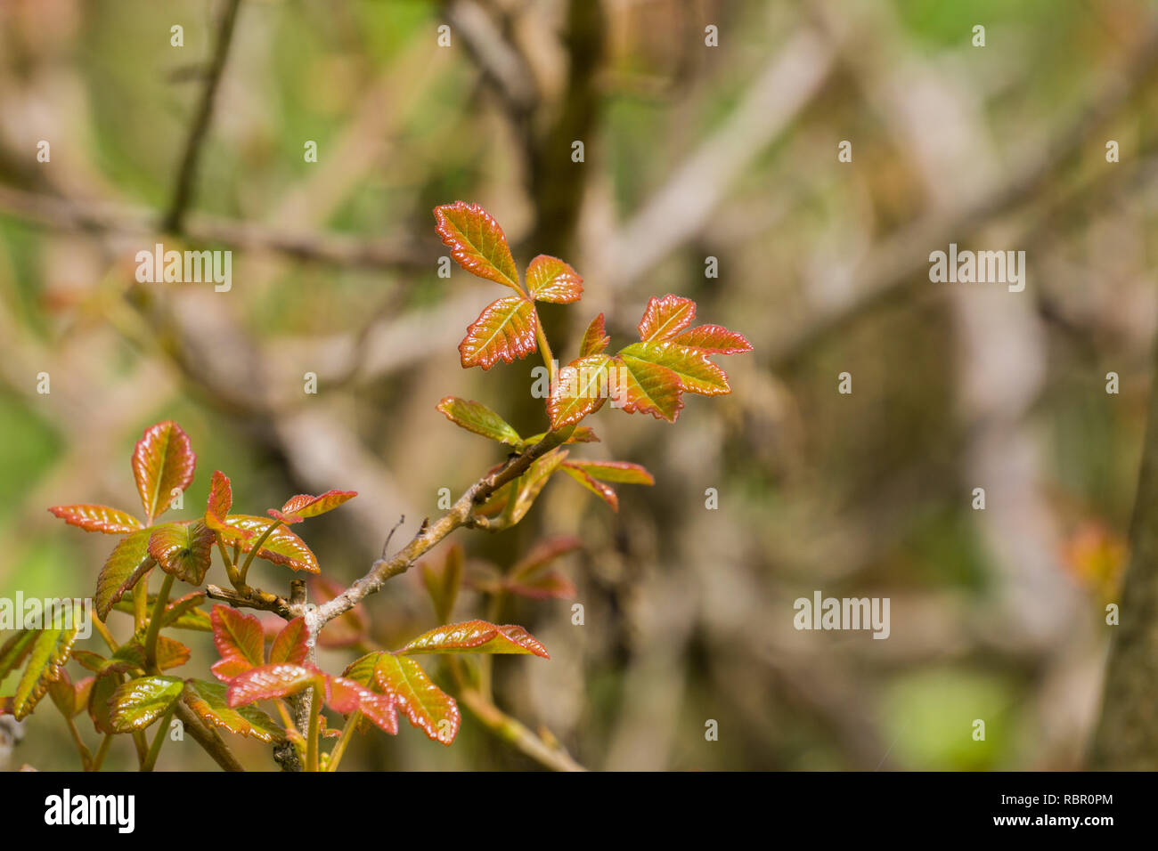 New Poison Oak Leaves California Stock Photo Alamy New poison oak leaves california stock photo alamy