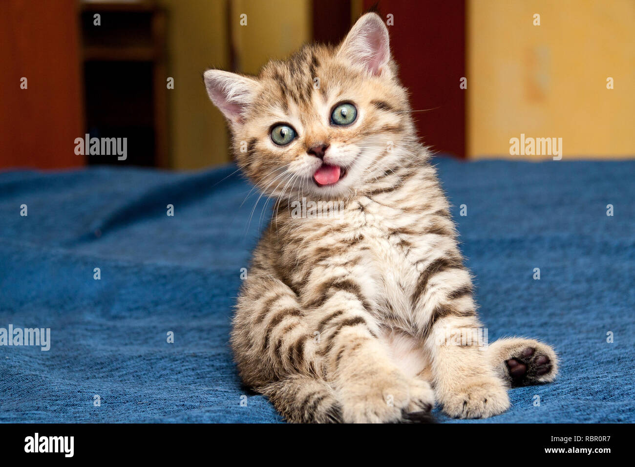 Little silly British kitten funny sitting on the couch with his tongue out of his mouth and looking at the camera Stock Photo