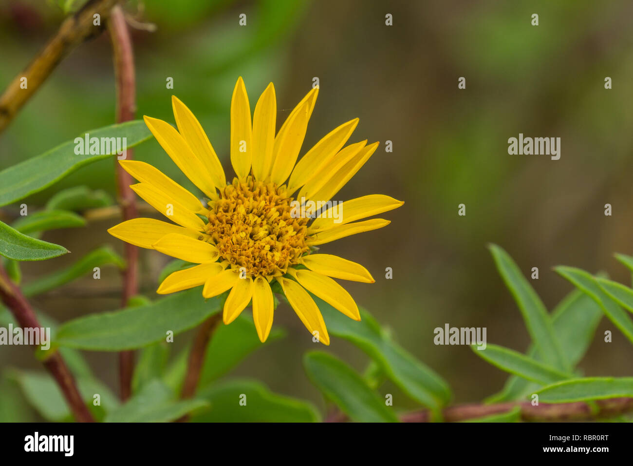 Marsh Gumplant (Grindelia stricta) flowering, California Stock Photo