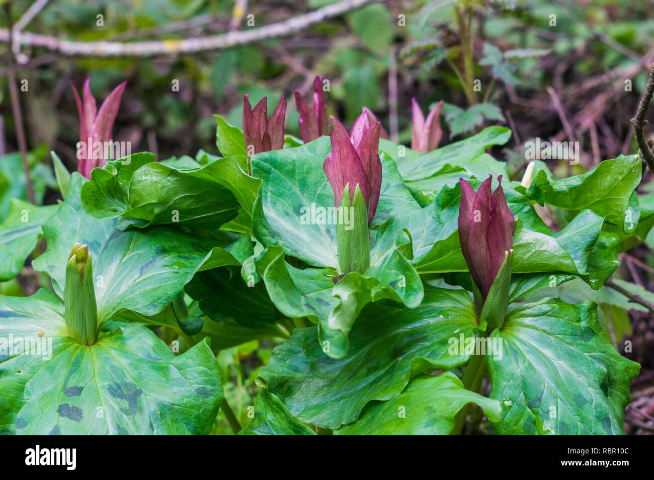 Giant trillium (Trillium chloropetalum) about to bloom, California Stock Photo