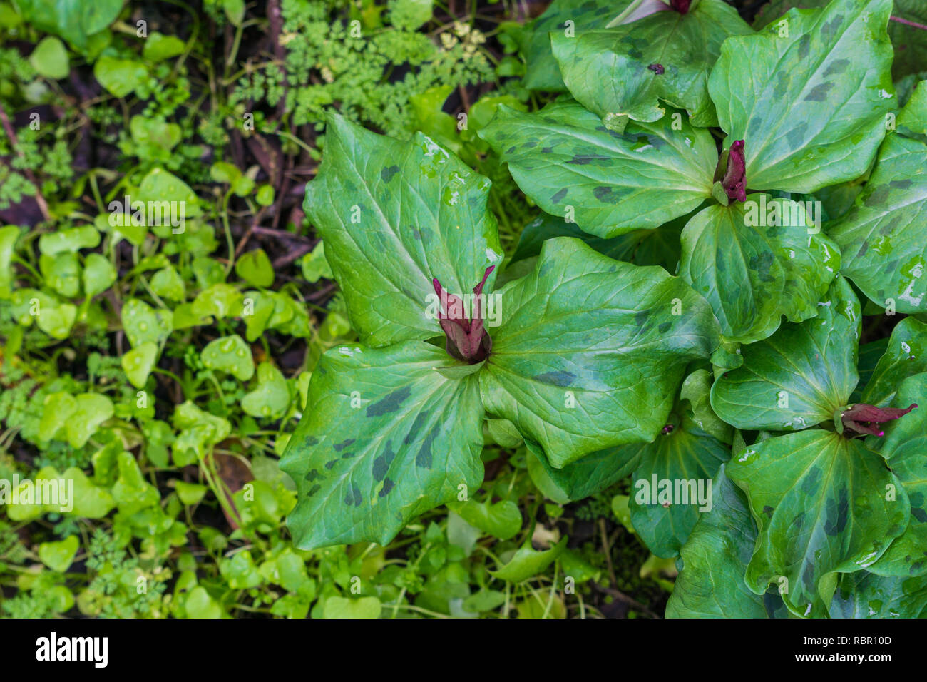 Giant trillium (Trillium chloropetalum) about to bloom, California Stock Photo